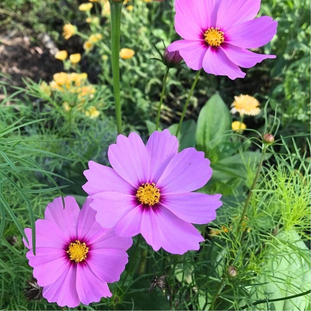 Gift of Seeds // Blooming Beautiful