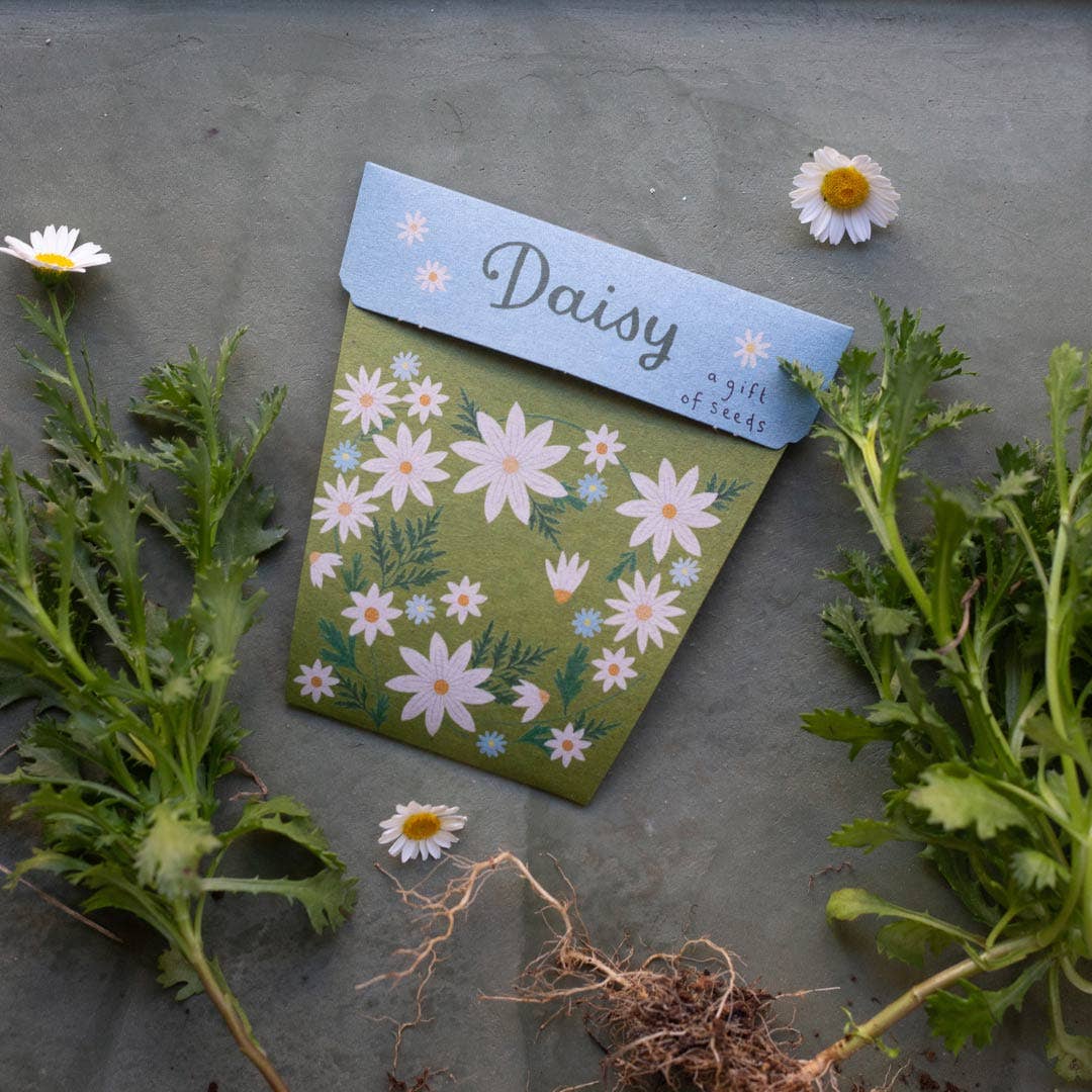 Daisy Gift of Seeds (Australia Only)