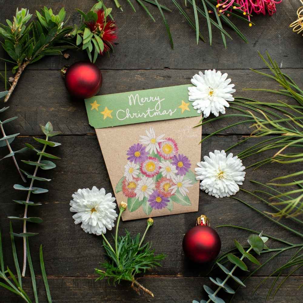 Christmas Native Daisies Gift of Seeds