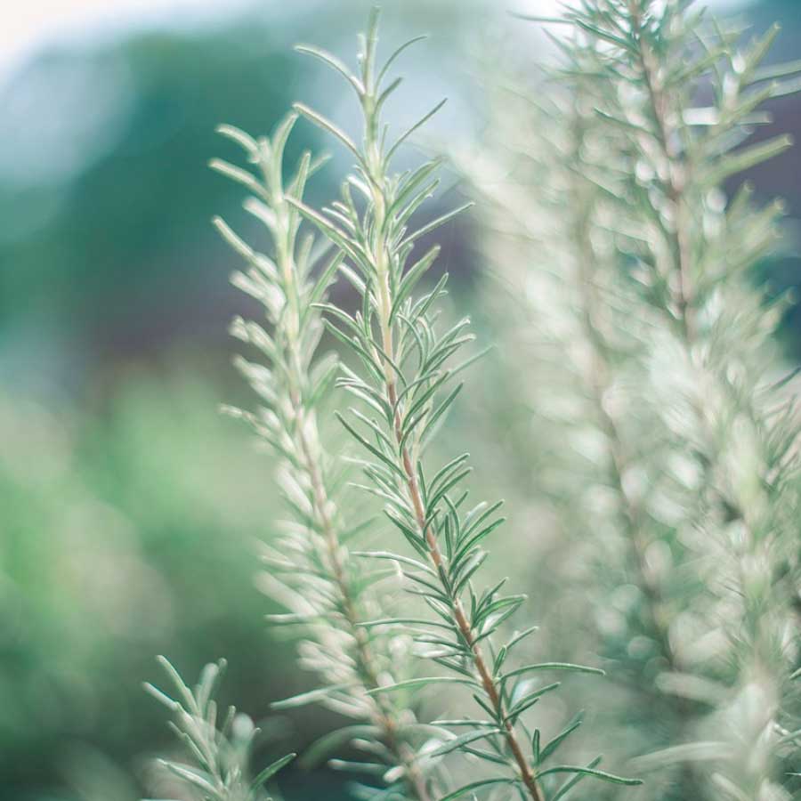 Lively Living // Rosemary ACO Certified Organic Essential Oil // 15ml