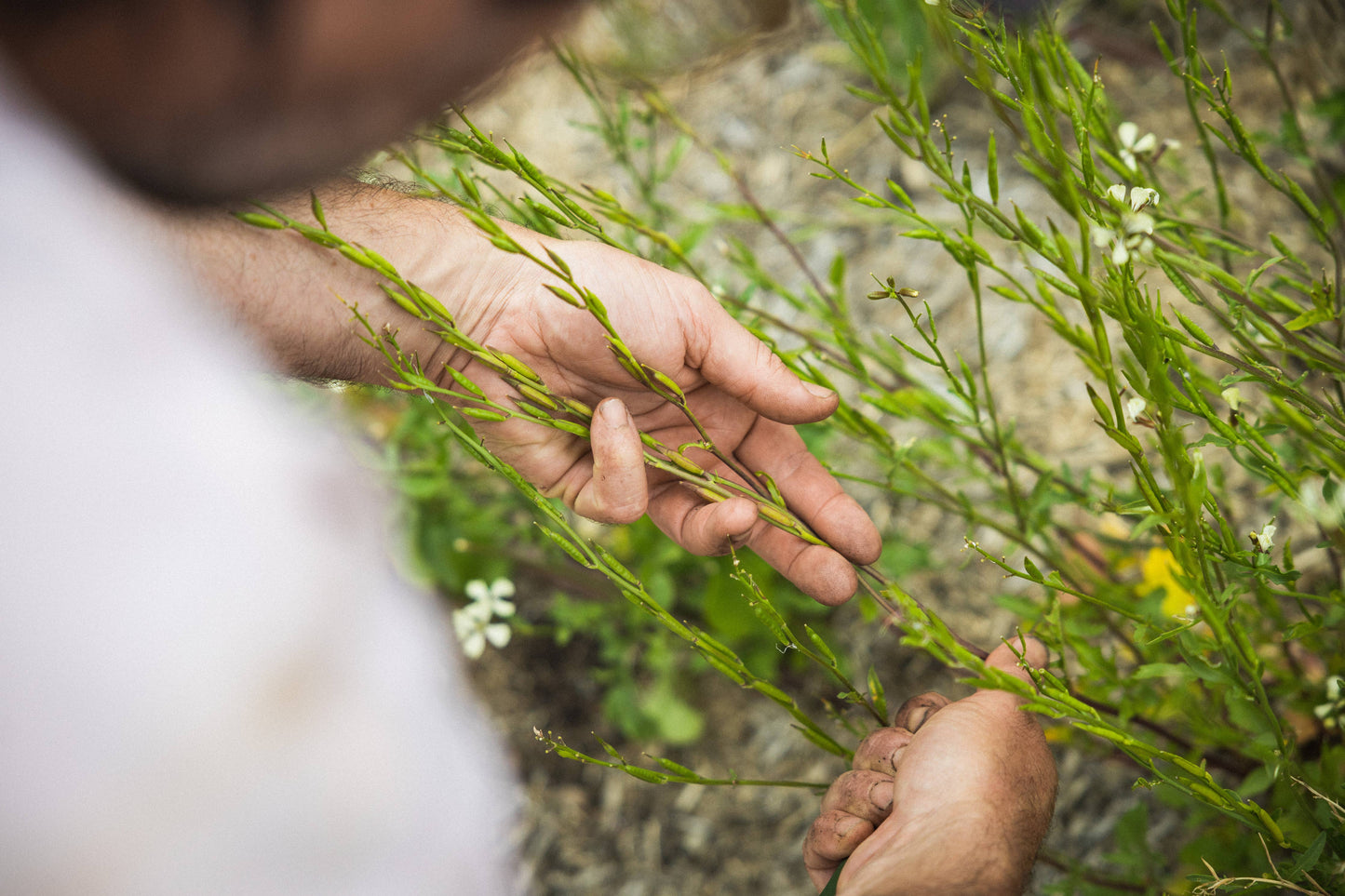 Seed Savers