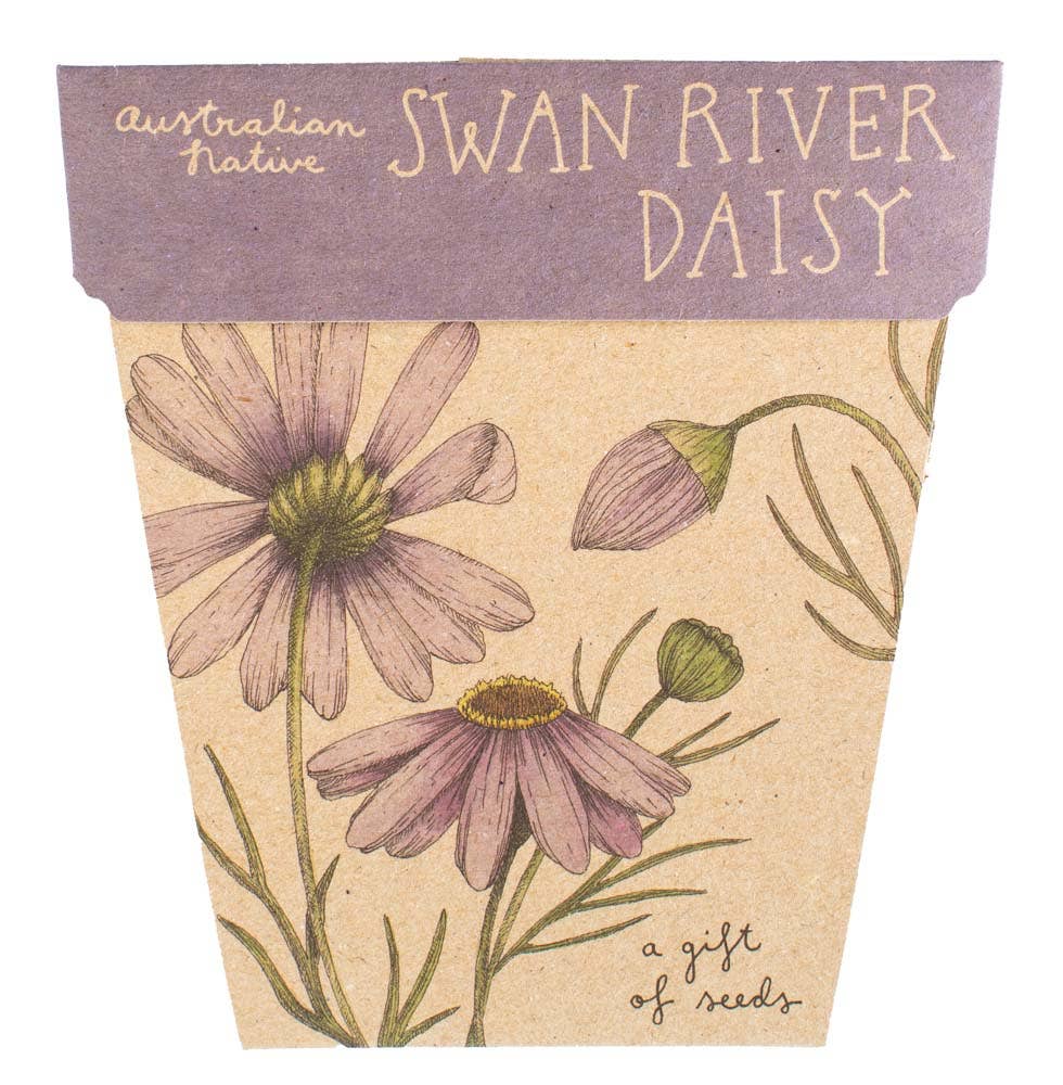 Swan River Daisy Gift of Seeds (Australia Only)