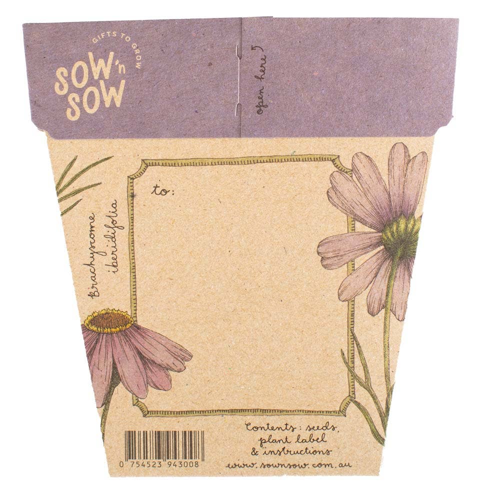Swan River Daisy Gift of Seeds (Australia Only)