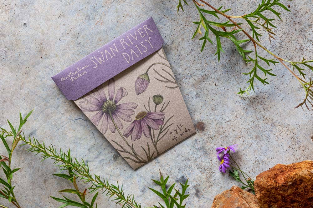 Swan River Daisy Gift of Seeds (Australia Only)