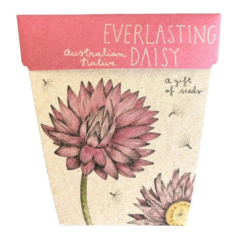 Everlasting Daisy