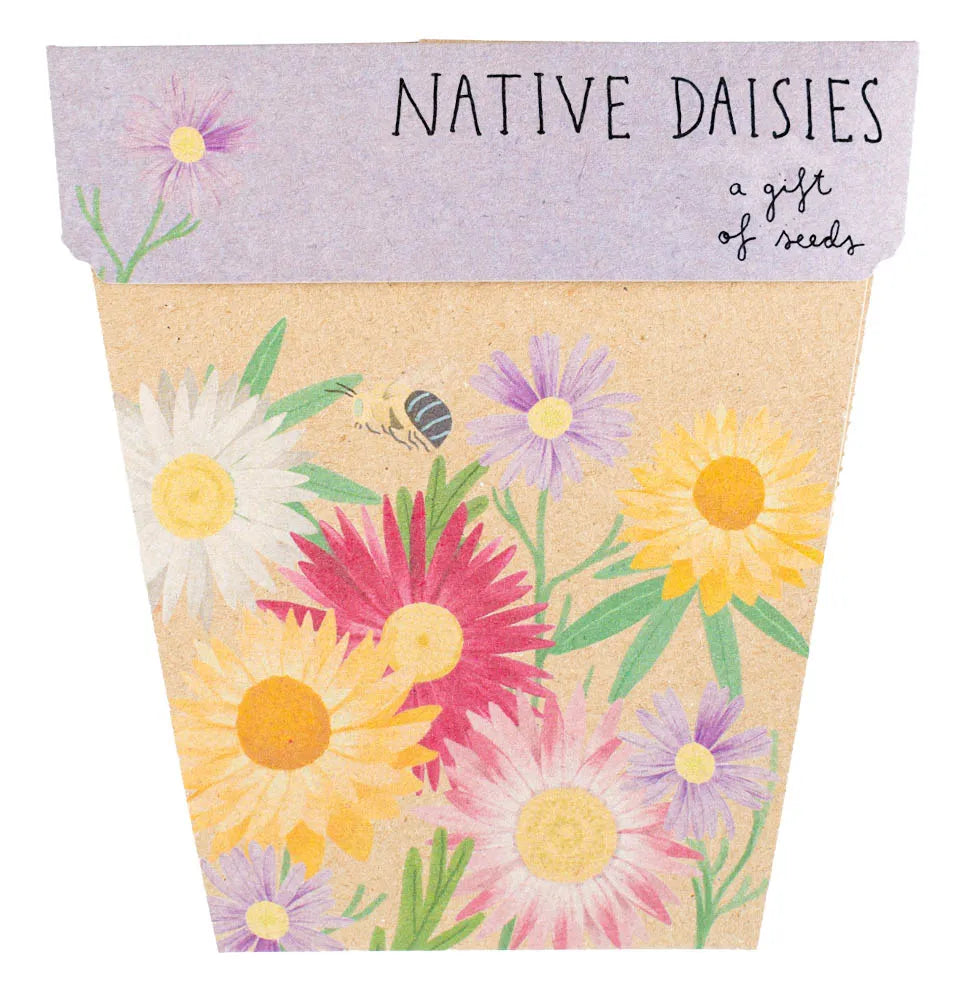 Native Daisies