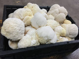 Touchwood Mushrooms Lion’s Mane Tincture 50ml