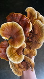 Touchwood Mushrooms Reishi Tincture 50ml