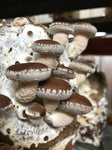 Touchwood Mushrooms Shiitake Tincture 50ml