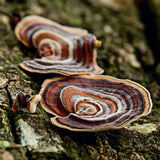 Touchwood Mushrooms Turkey Tail Tincture 50ml